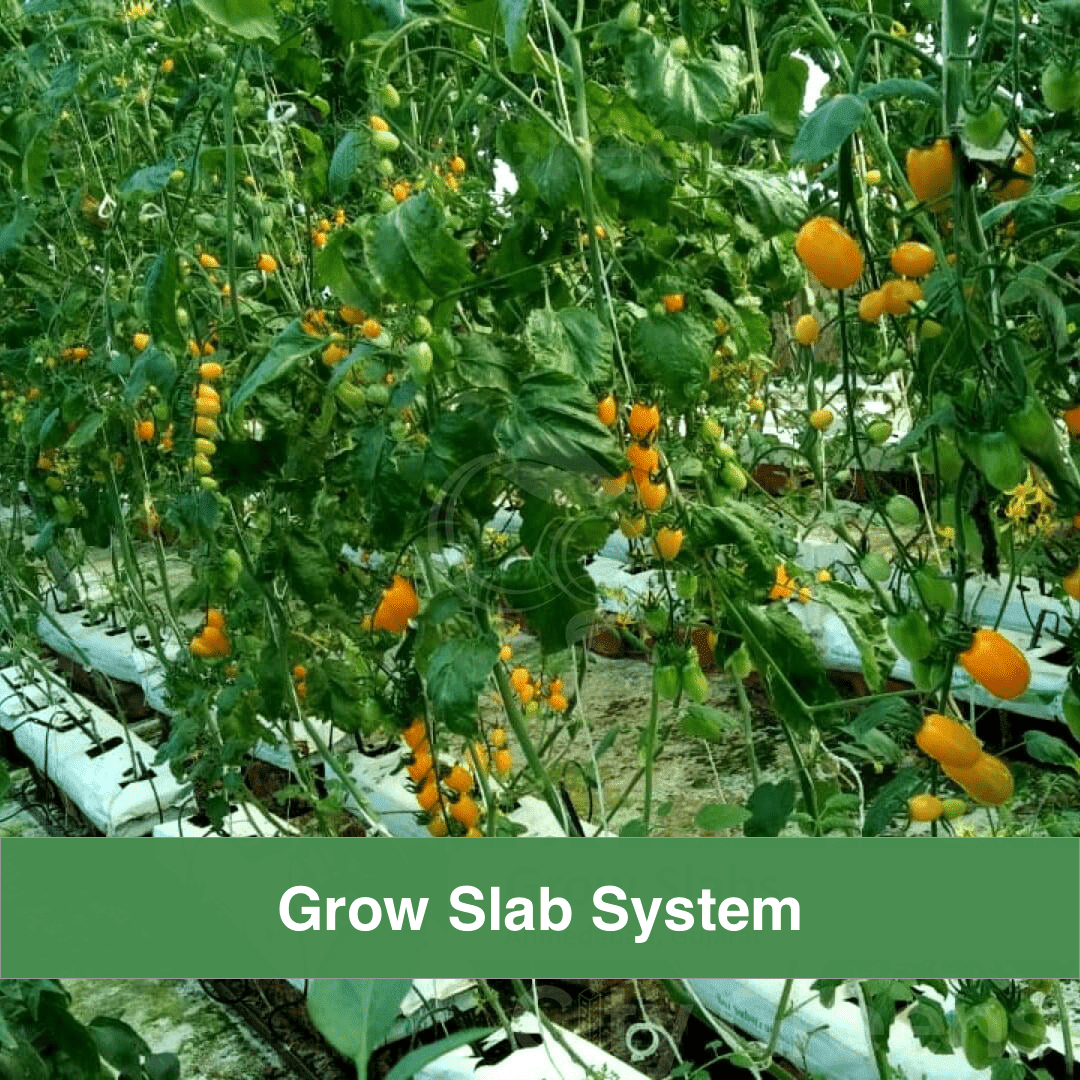Grow Bags vs Dutch Buckets Which Container System is Best for Commercial Crop Production